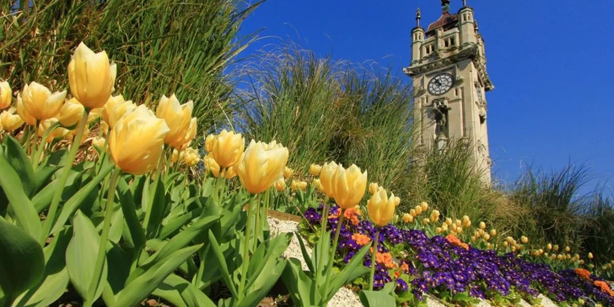 Yellow and purple flowers with a clock tower in the background