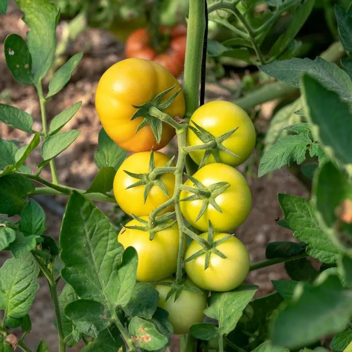 yellow tomatoes growing on a vibe surrounded by green leaves